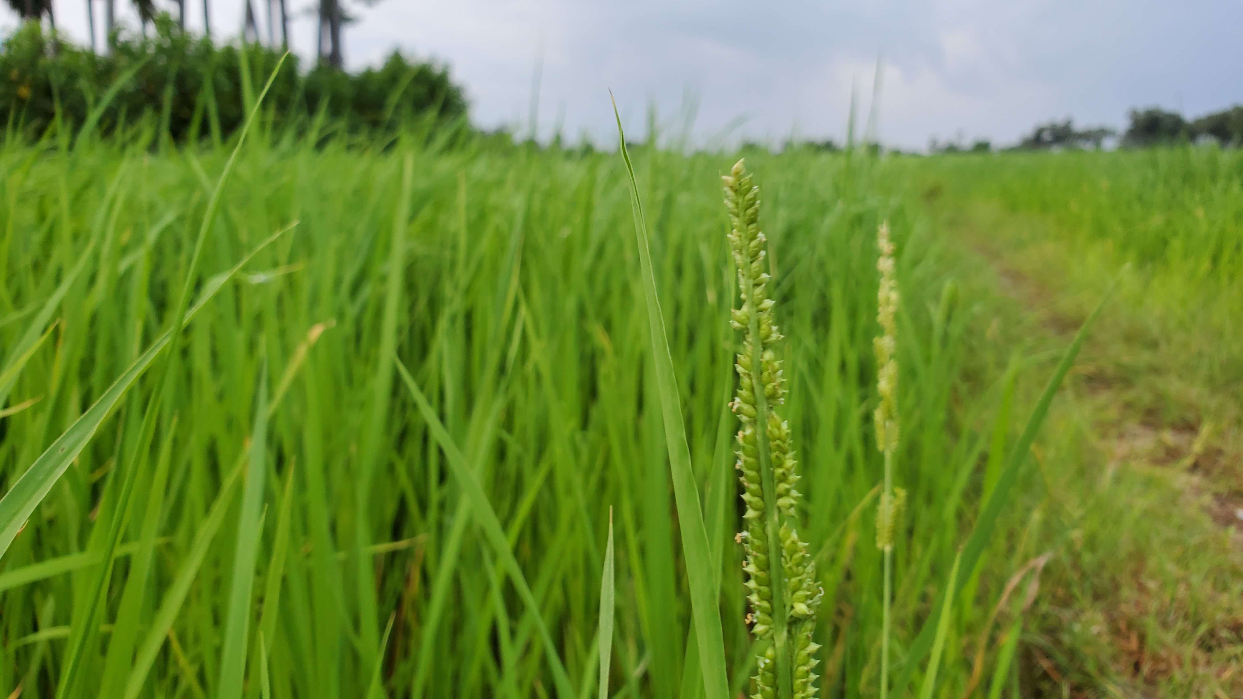 Image of rice