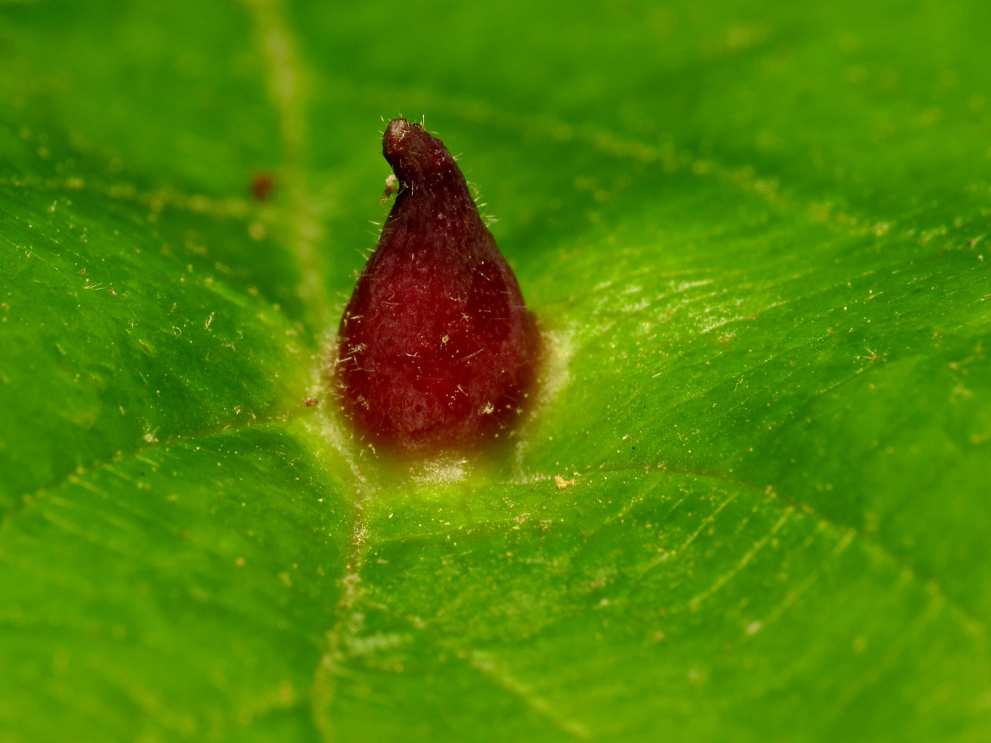 Image of Witch Hazel Cone Gall Aphid