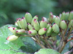 Image de Viburnum cotinifolium D. Don