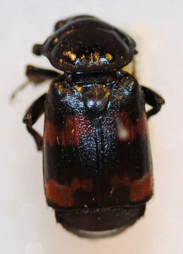 صورة Nicrophorus (Nicrophorus) marginatus (Fabricius 1801)