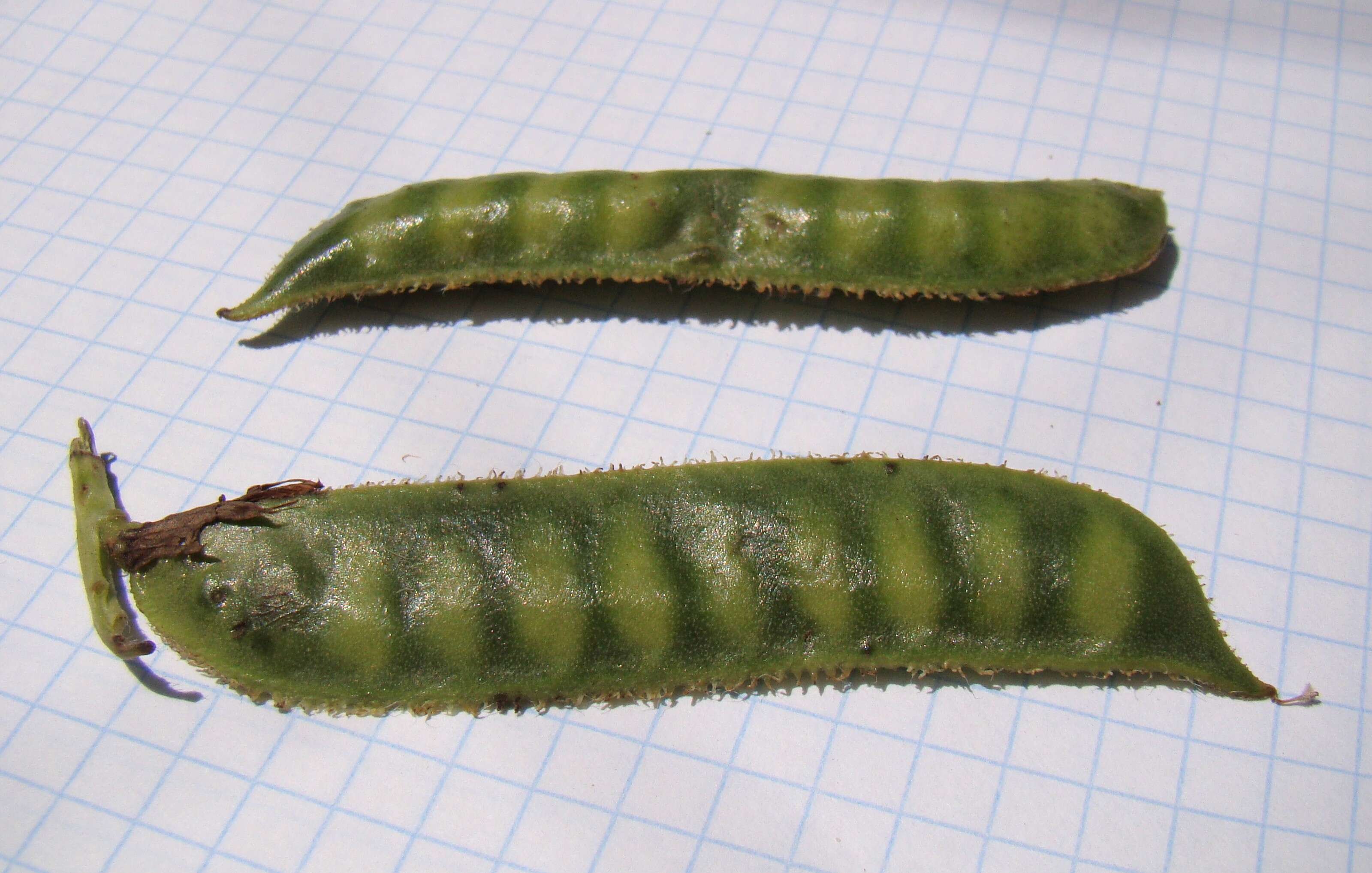 Imagem de Vicia narbonensis L.