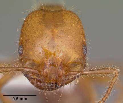 Image of Fire ant