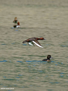 Image of Ferruginous Duck