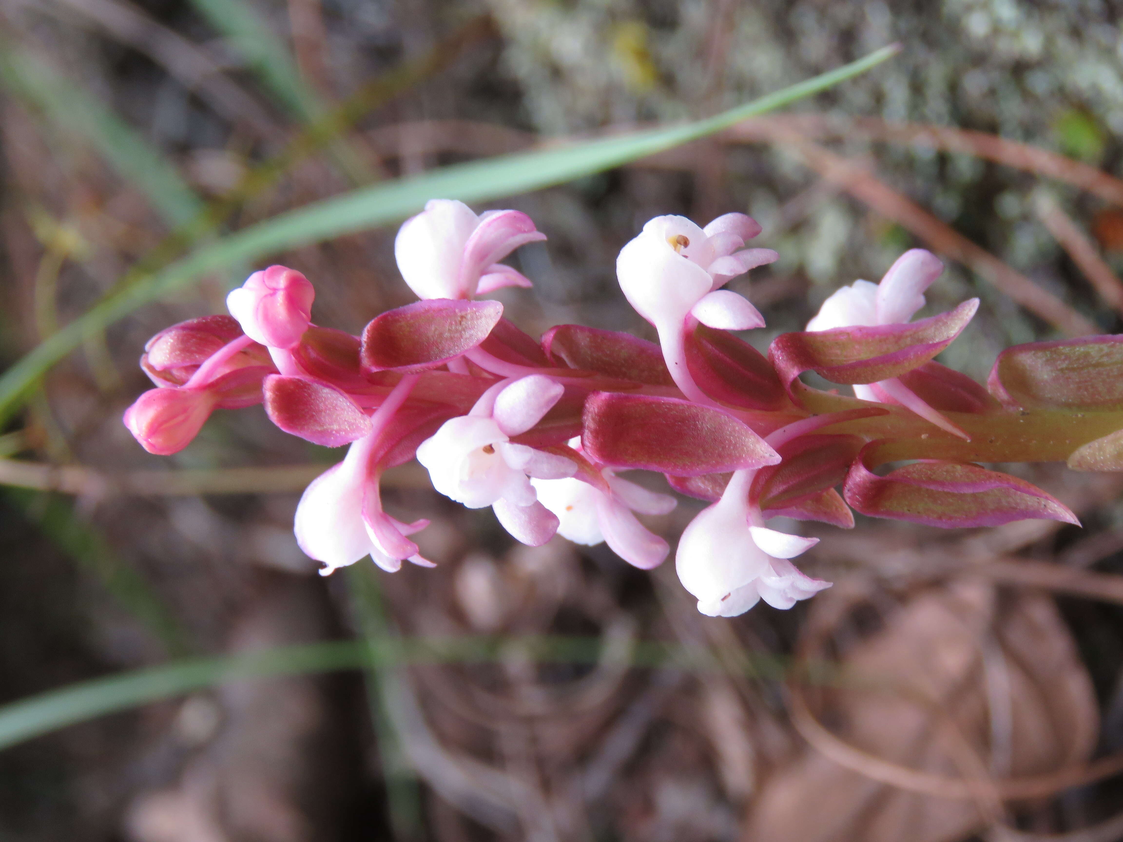 Image of Satyrium nepalense D. Don