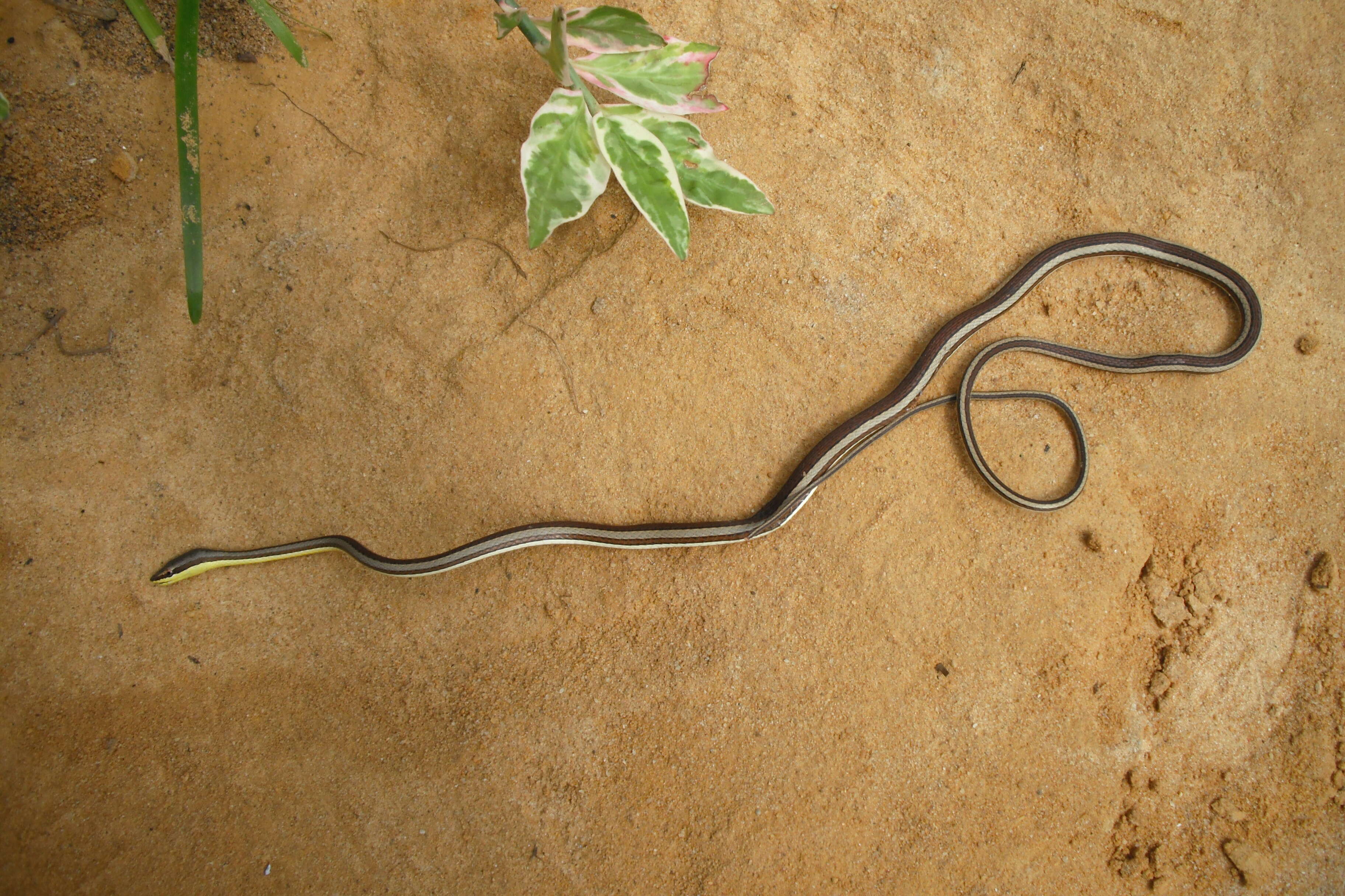 Image of Common Garter Snake