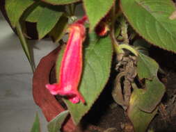 Image of Kohleria hirsuta (Kunth) Regel