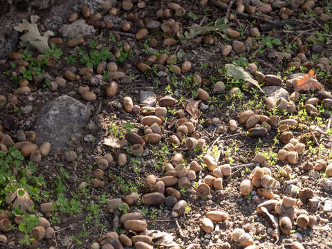 Image of Iberian white oak