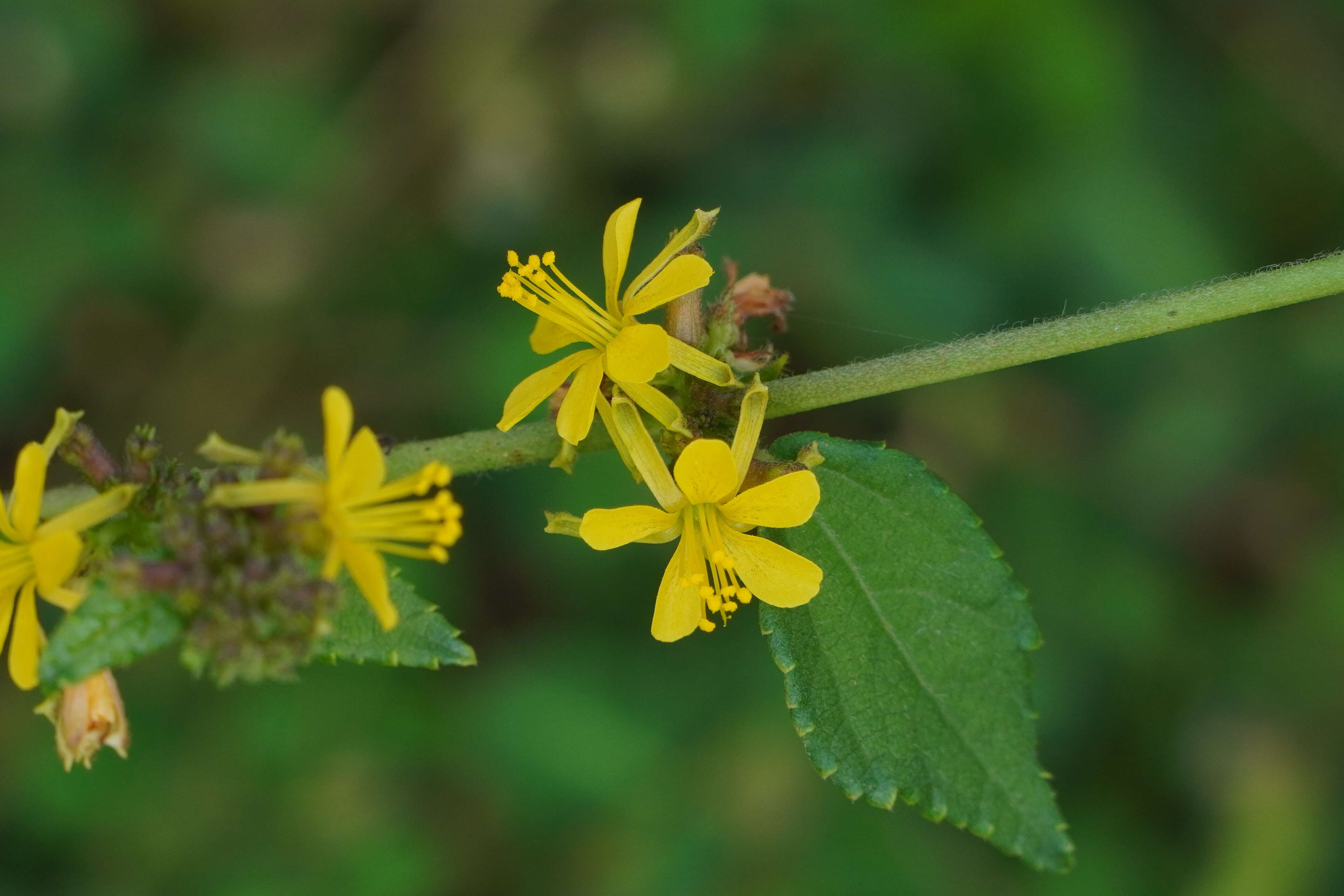 Image of diamond burbark