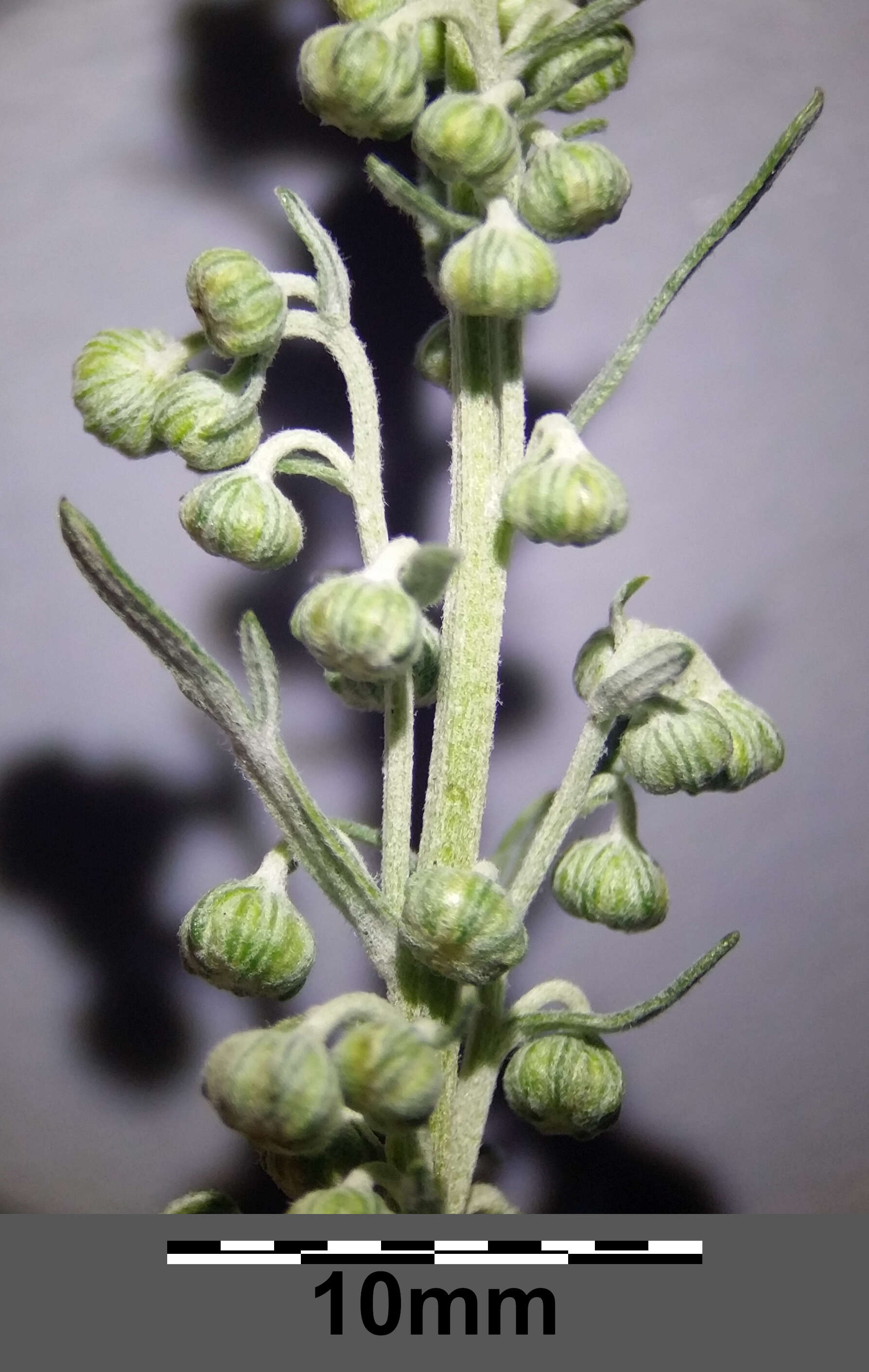 Image of Roman wormwood