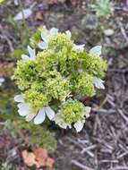 Orlaya grandiflora (L.) Hoffm. resmi