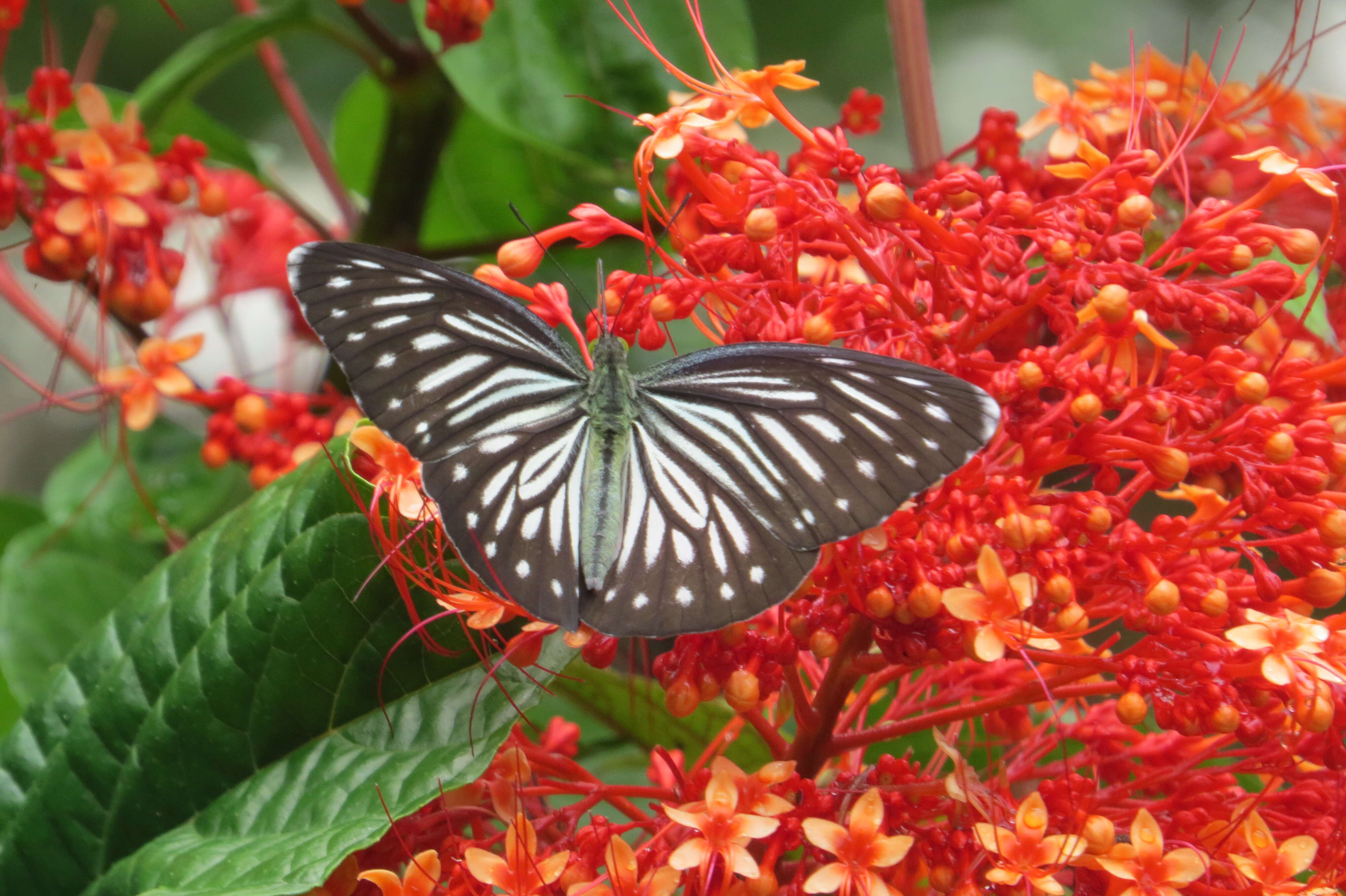 Imagem de Clerodendrum paniculatum L.