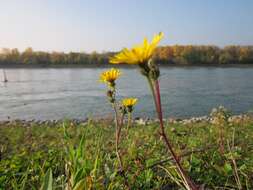 Image of hawkweed oxtongue