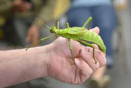 Image of Heteropteryx