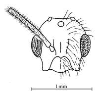 Image of Camponotus reburrus