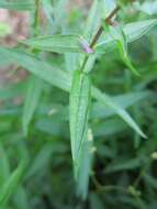 Image of Purple Loosestrife