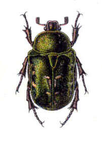 Image of Protaetia (Potosia) cuprea (Fabricius 1775)