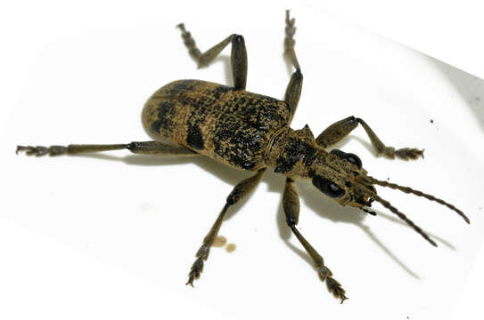 Image of Blackspotted Pliers Support Beetle