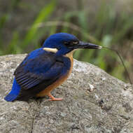 Image of Azure Kingfisher