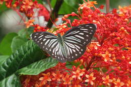 Imagem de Clerodendrum paniculatum L.