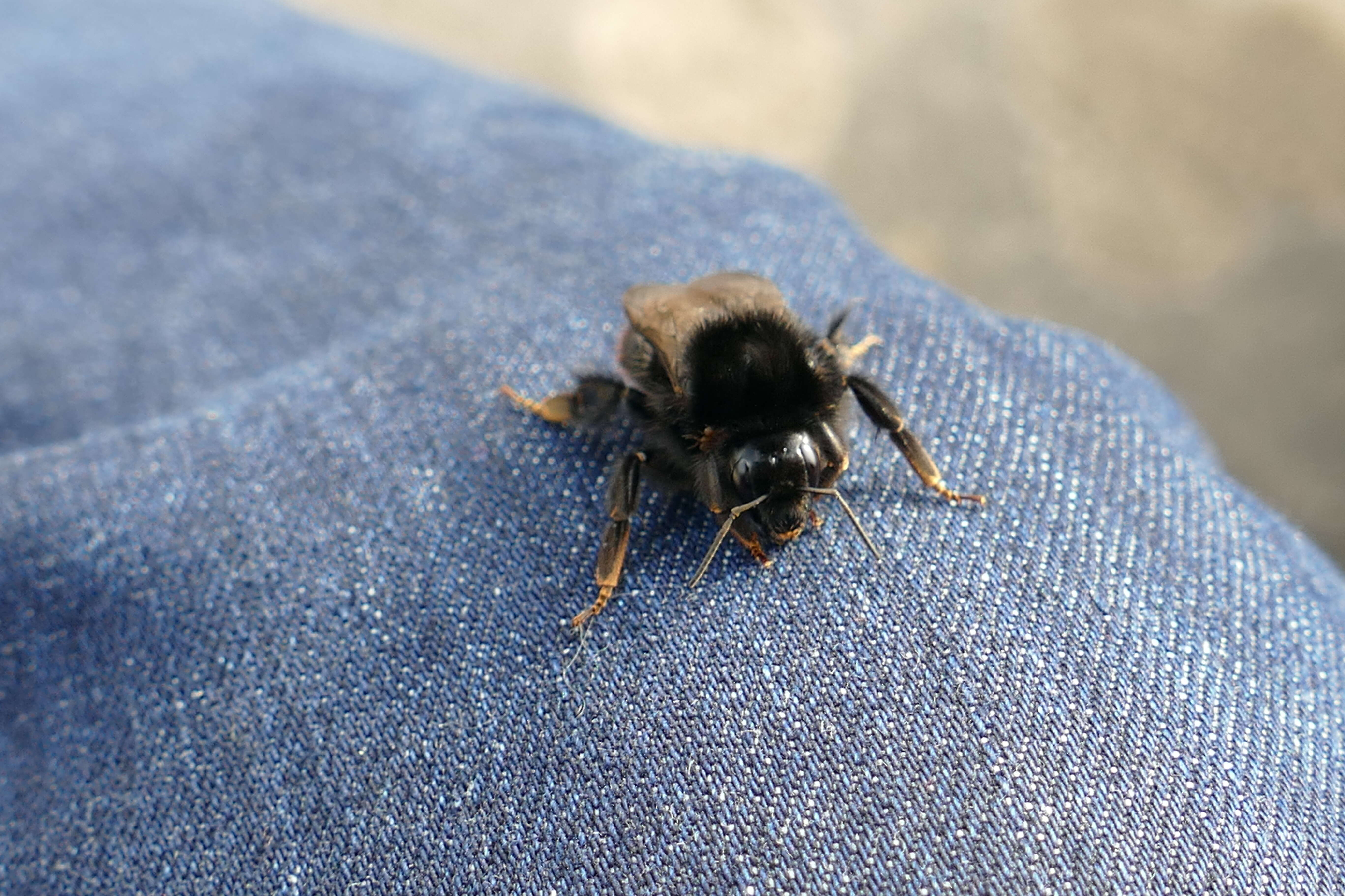 Image of Red tailed bumblebee