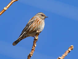 Image of Altai Accentor