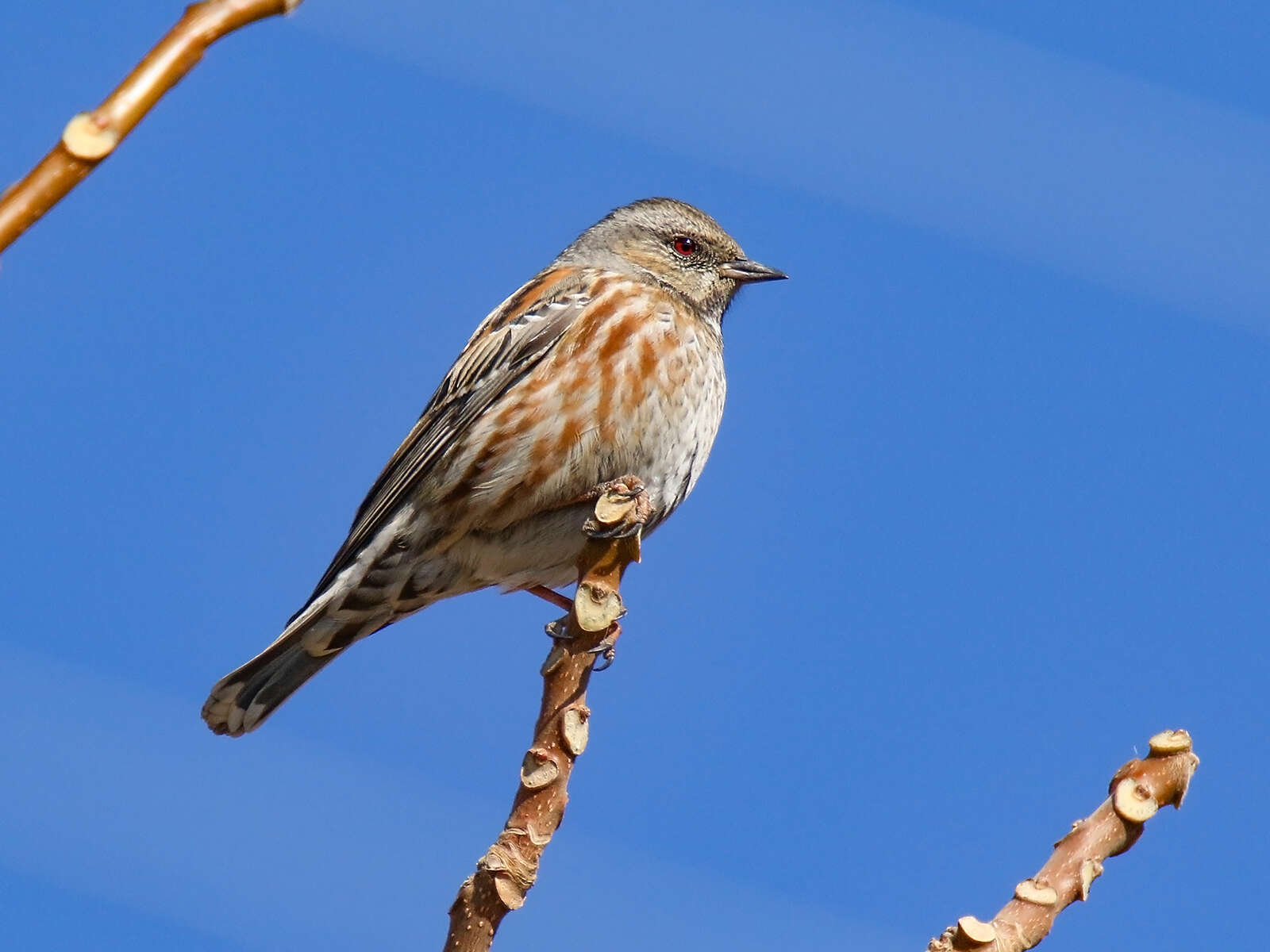 Image of Altai Accentor