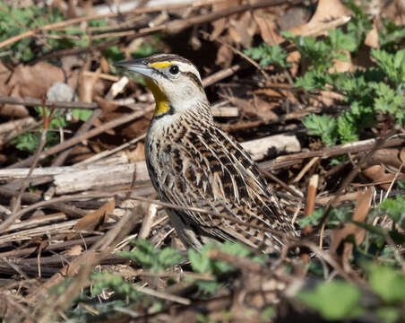 Image of Eastern Meadowlark