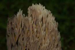 Image de Ramaria stricta (Pers.) Quél. 1888