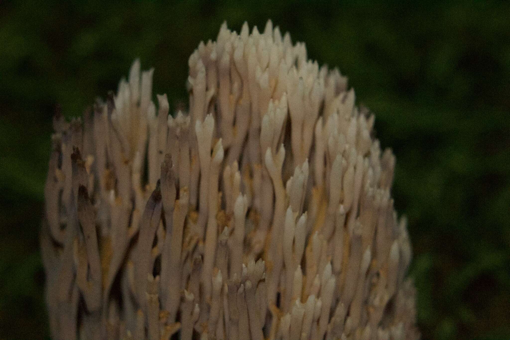 Image de Ramaria stricta (Pers.) Quél. 1888