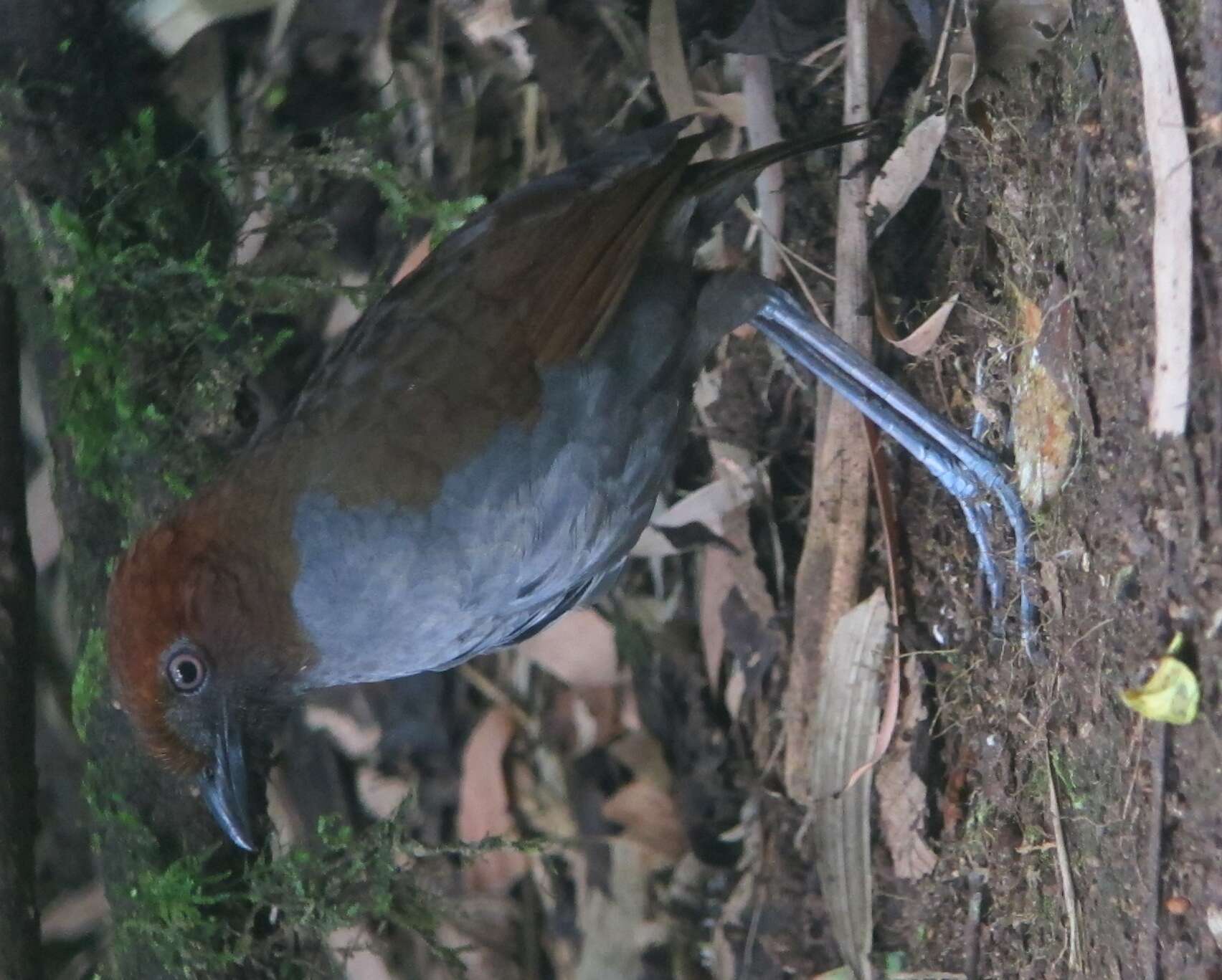 Слика од Grallaria nuchalis Sclater & PL 1860