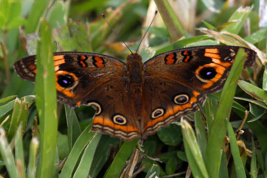 Plancia ëd Junonia neildi