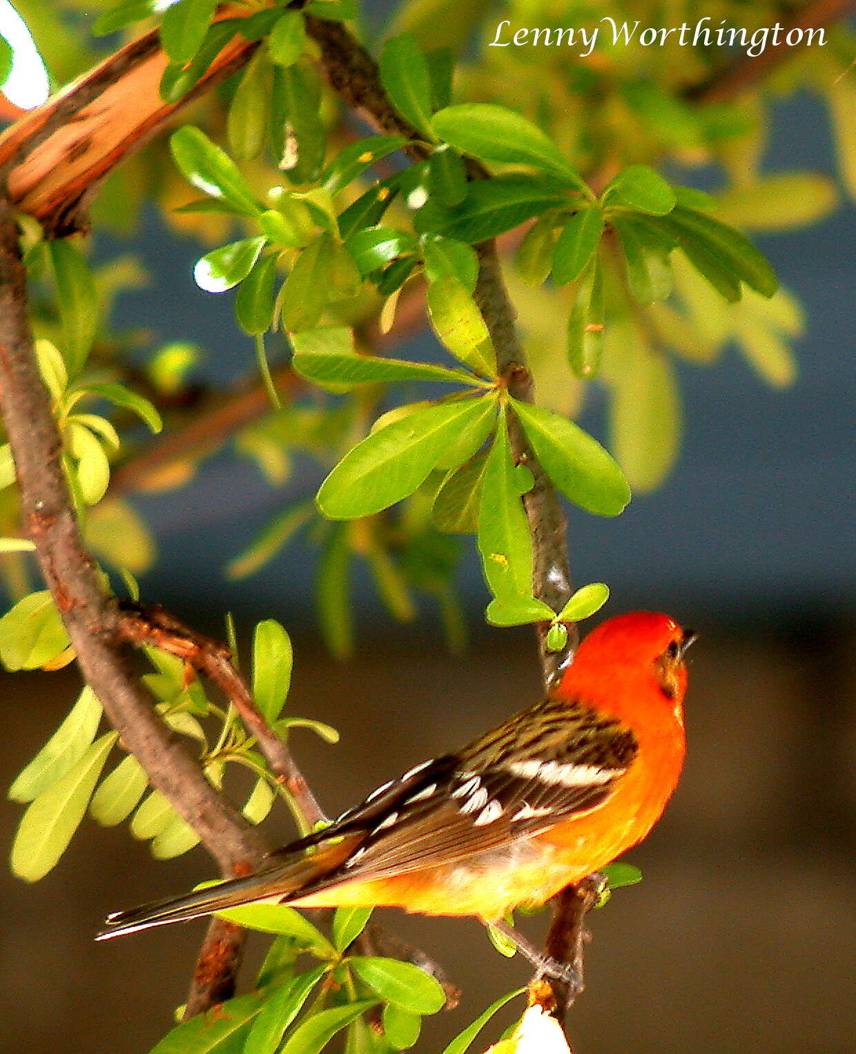 Image of Flame-colored Tanager