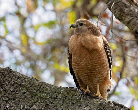 Image of Red-shouldered Hawk