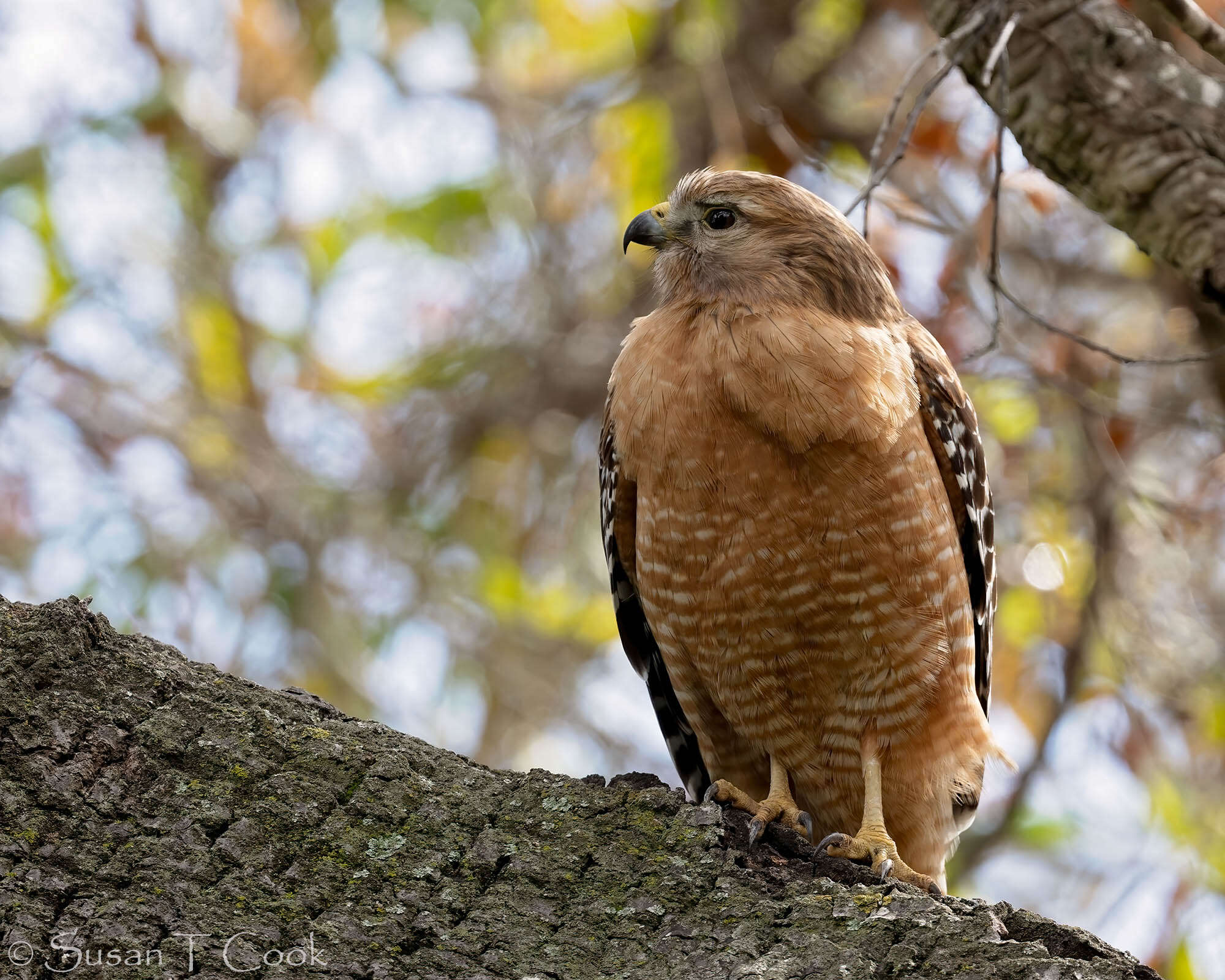 Image of Red-shouldered Hawk