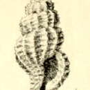 Image of Raphitoma bracteata (Pallary 1904)