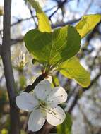 Image of sour cherry