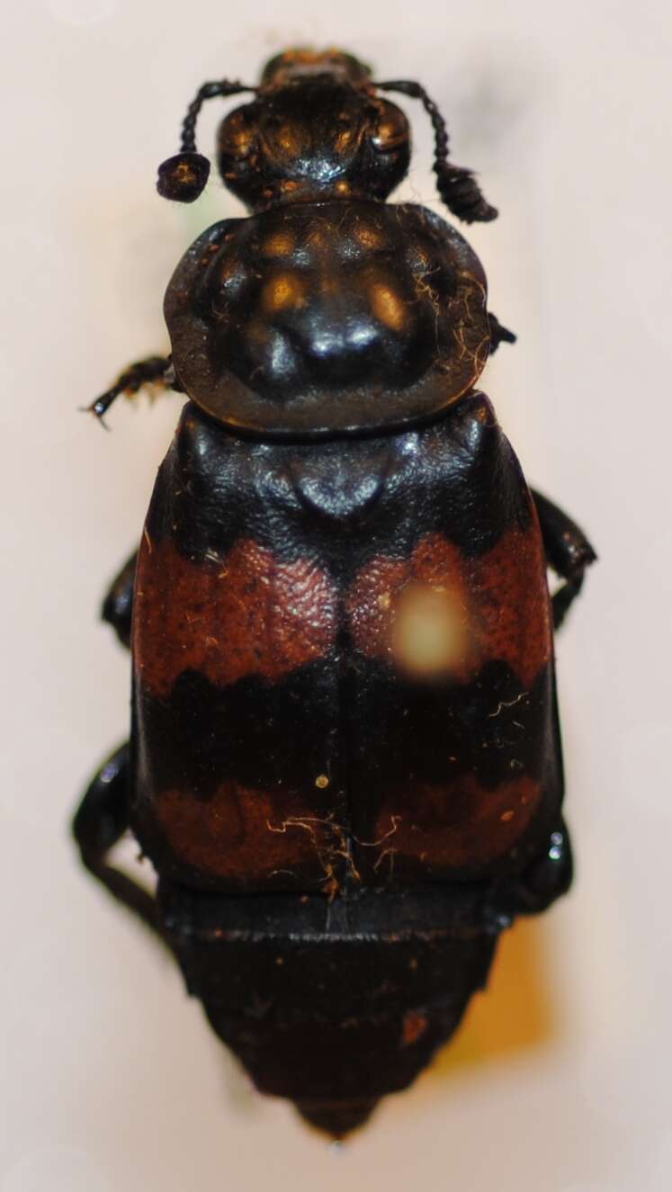 Image of Nicrophorus (Nicrophorus) defodiens (Mannerheim 1846)