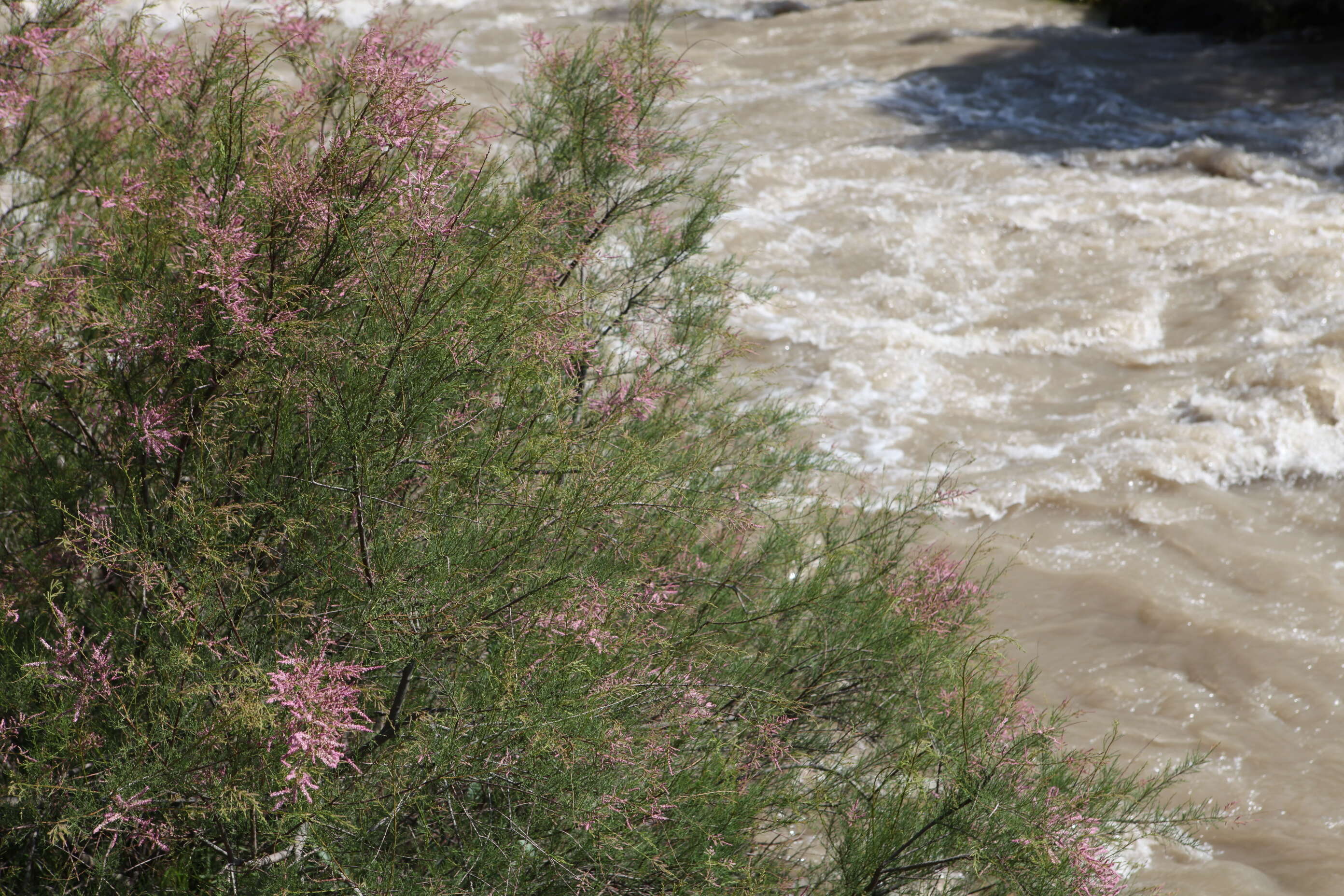 Image of tamarisk