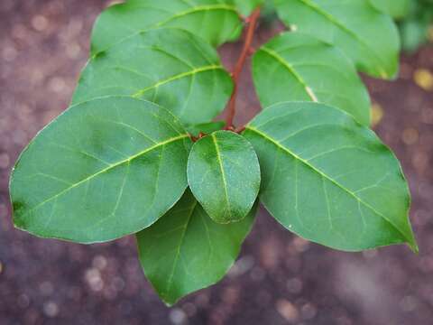 Image of cherry silverberry
