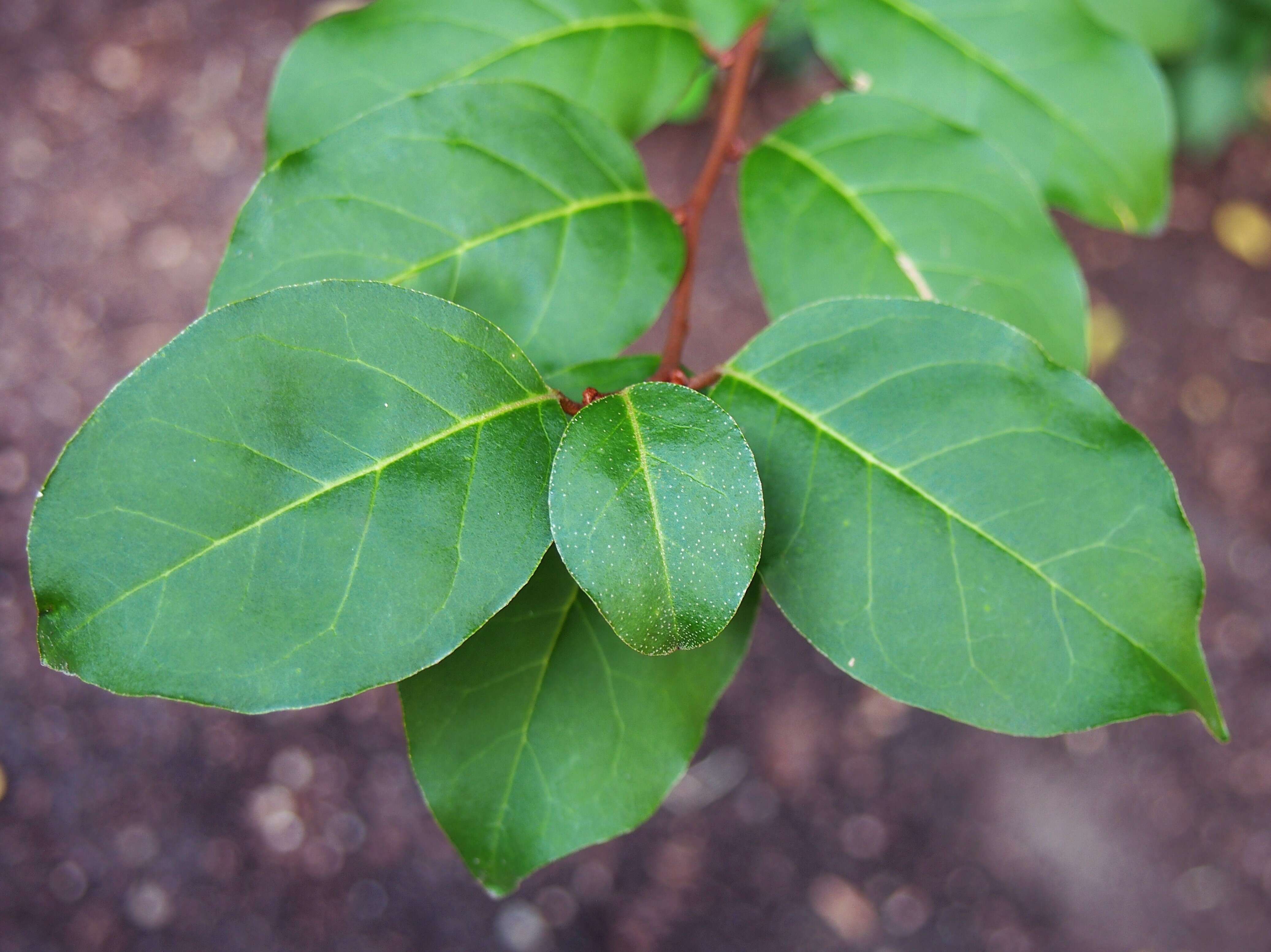 Image of cherry silverberry
