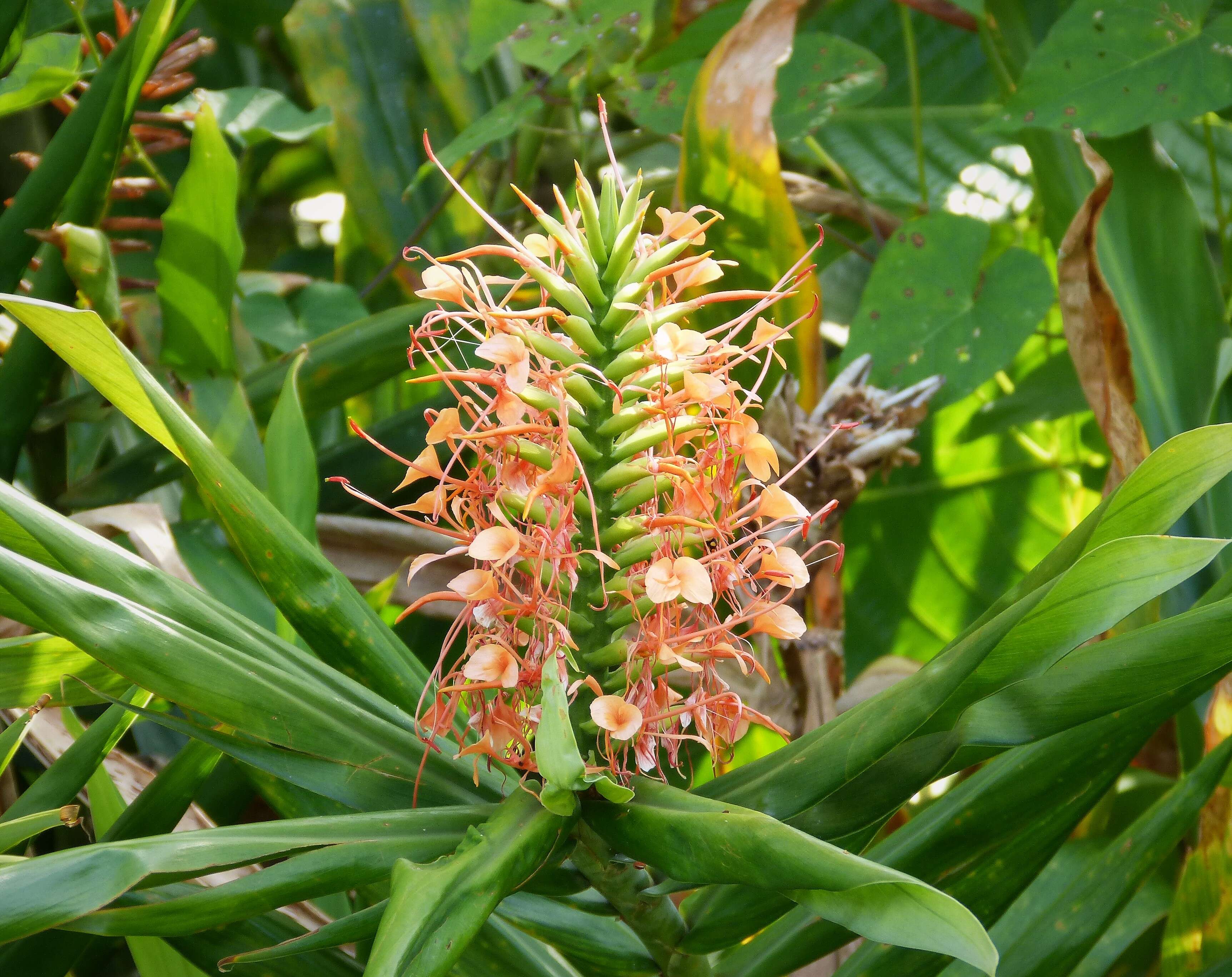 Слика од Hedychium