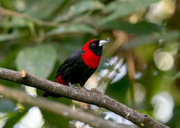 Image of Crimson-collared Tanager