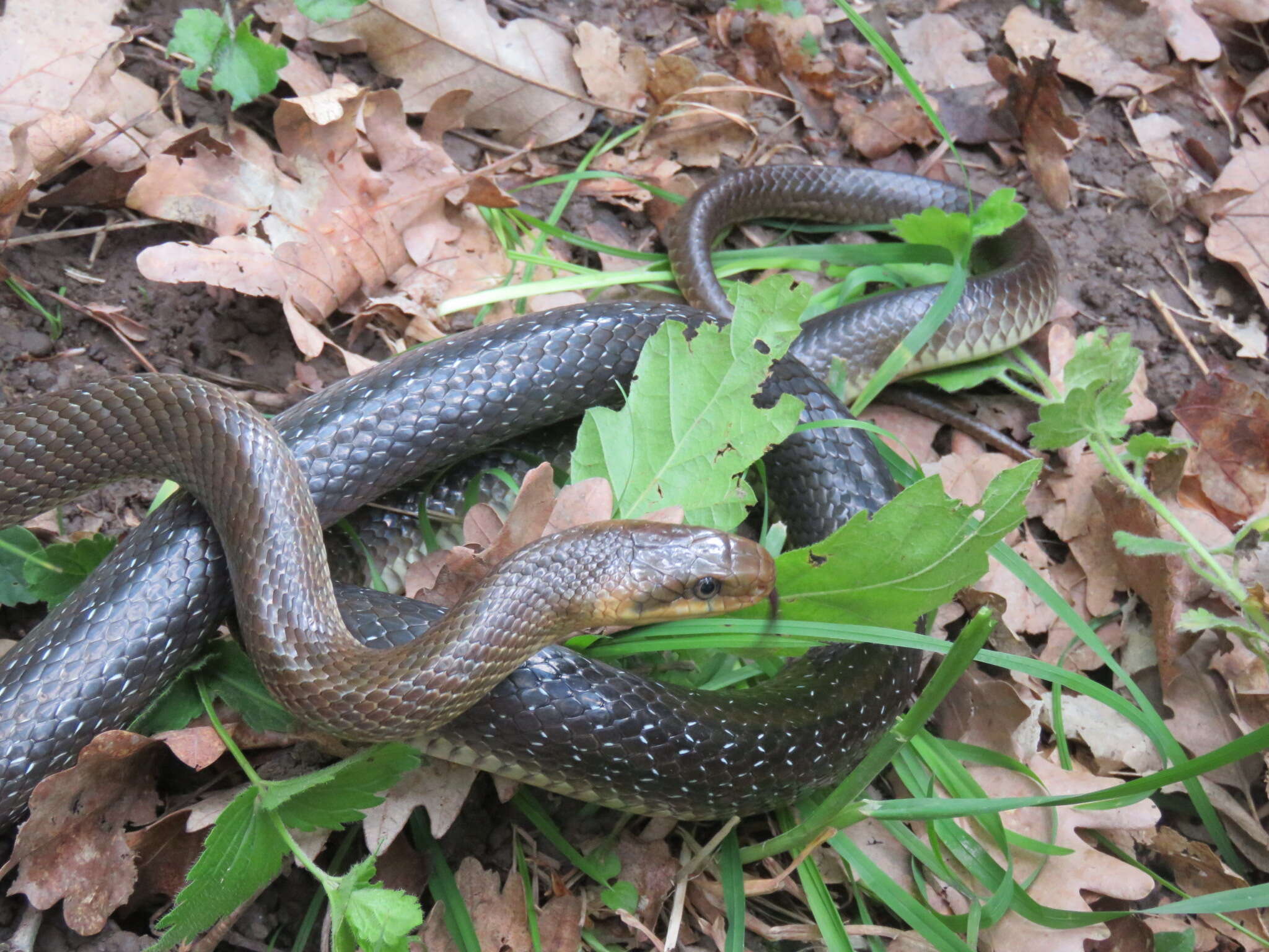 Image of Aesculapian Ratsnake