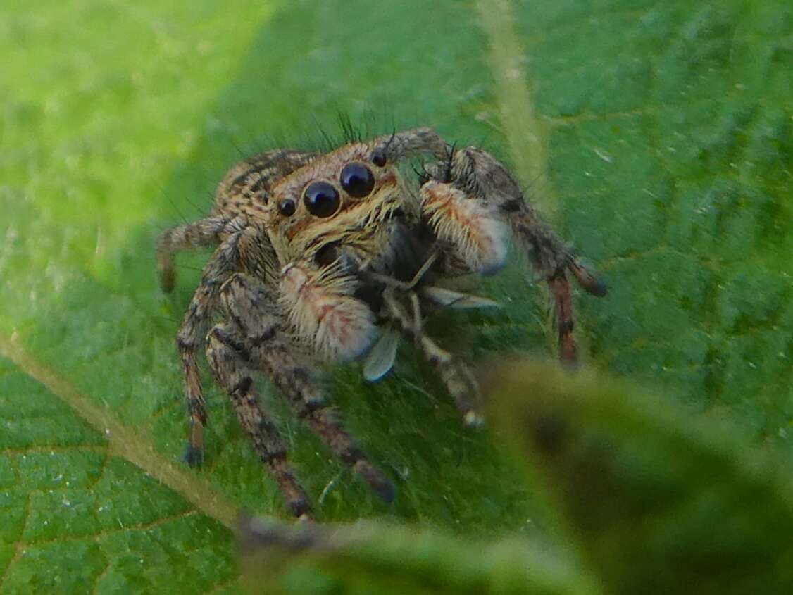 Carrhotus xanthogramma (Latreille 1819) resmi