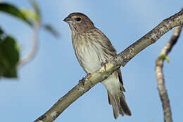 Image of Saffron Finch