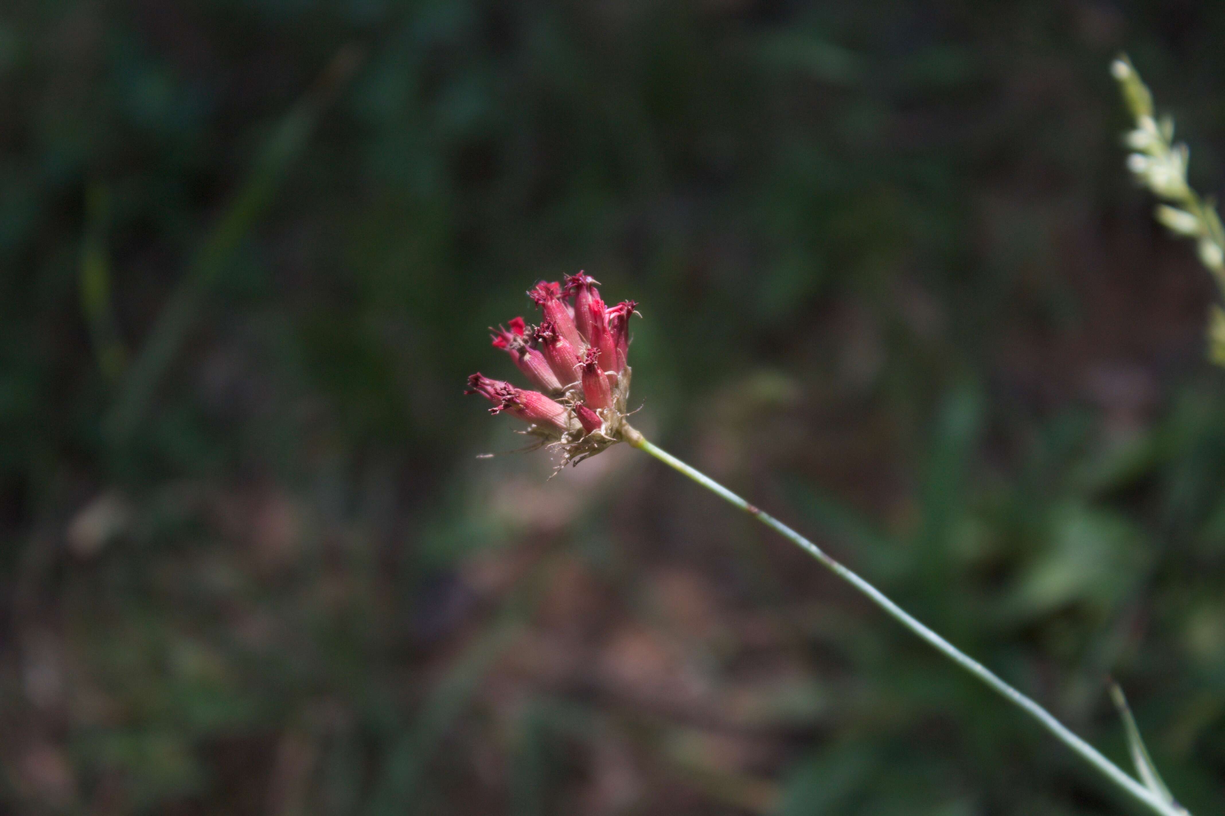 Silene aegyptiaca (L.) L. fil.的圖片