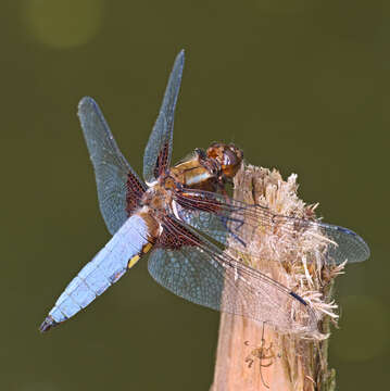 Image of Broad-bodied chaser