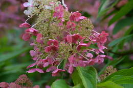 Image of panicled hydrangea