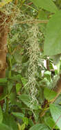 Image of Airplants