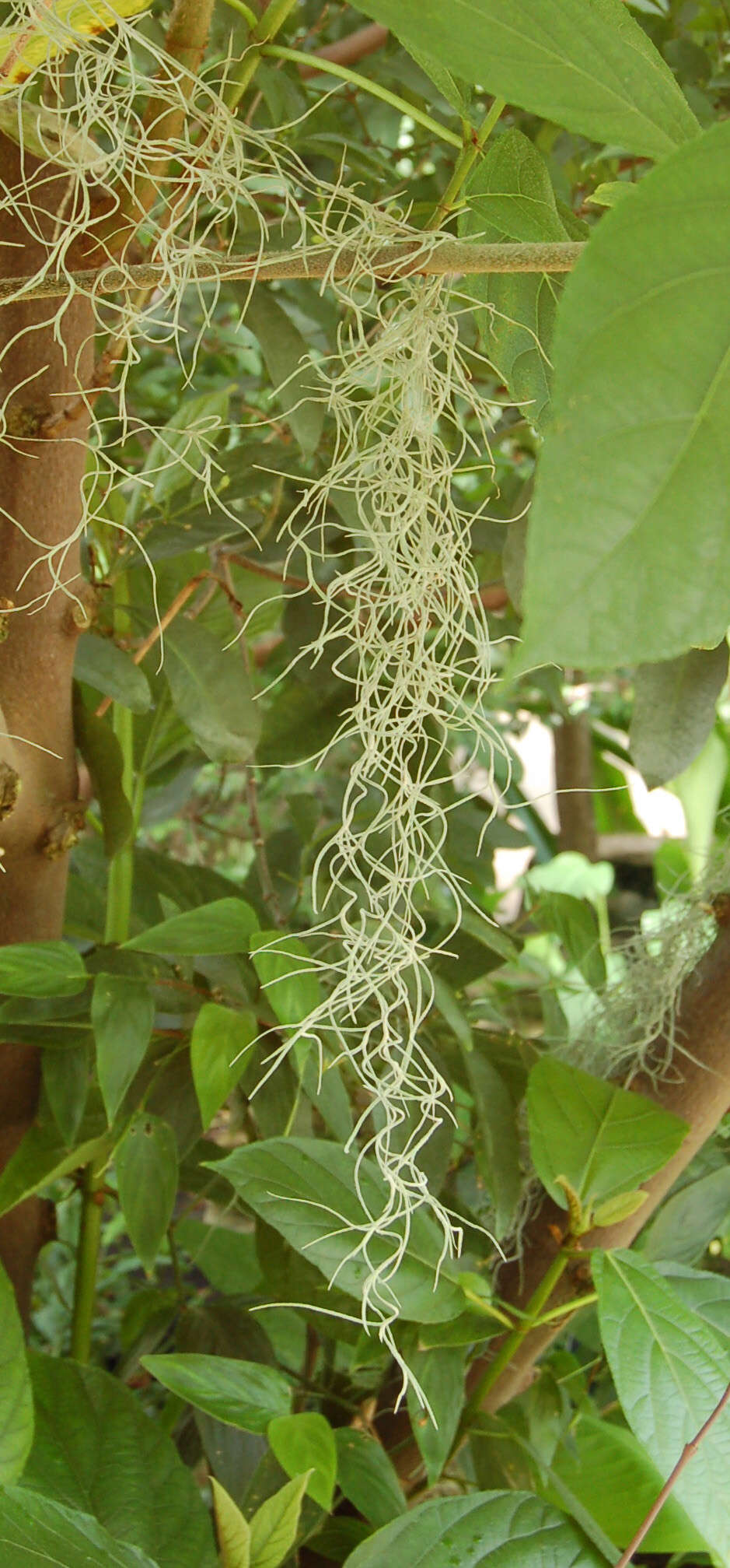 Image of Airplants